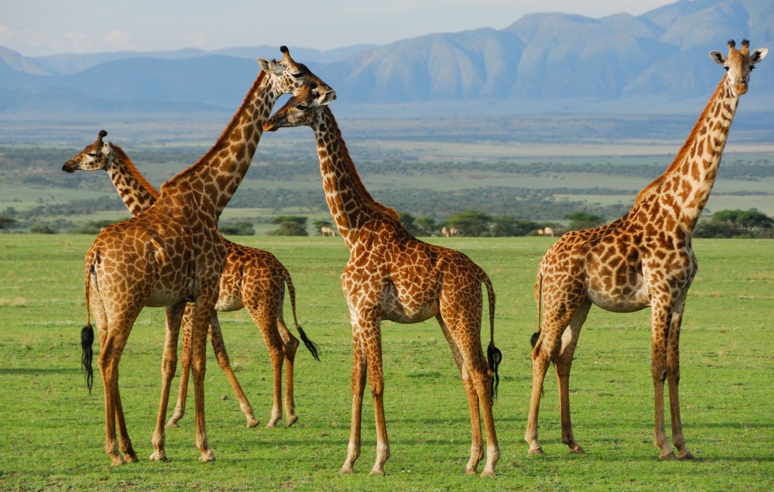 2 Days Safari (Arusha National park, Tarangire and Ngorongoro Crater )