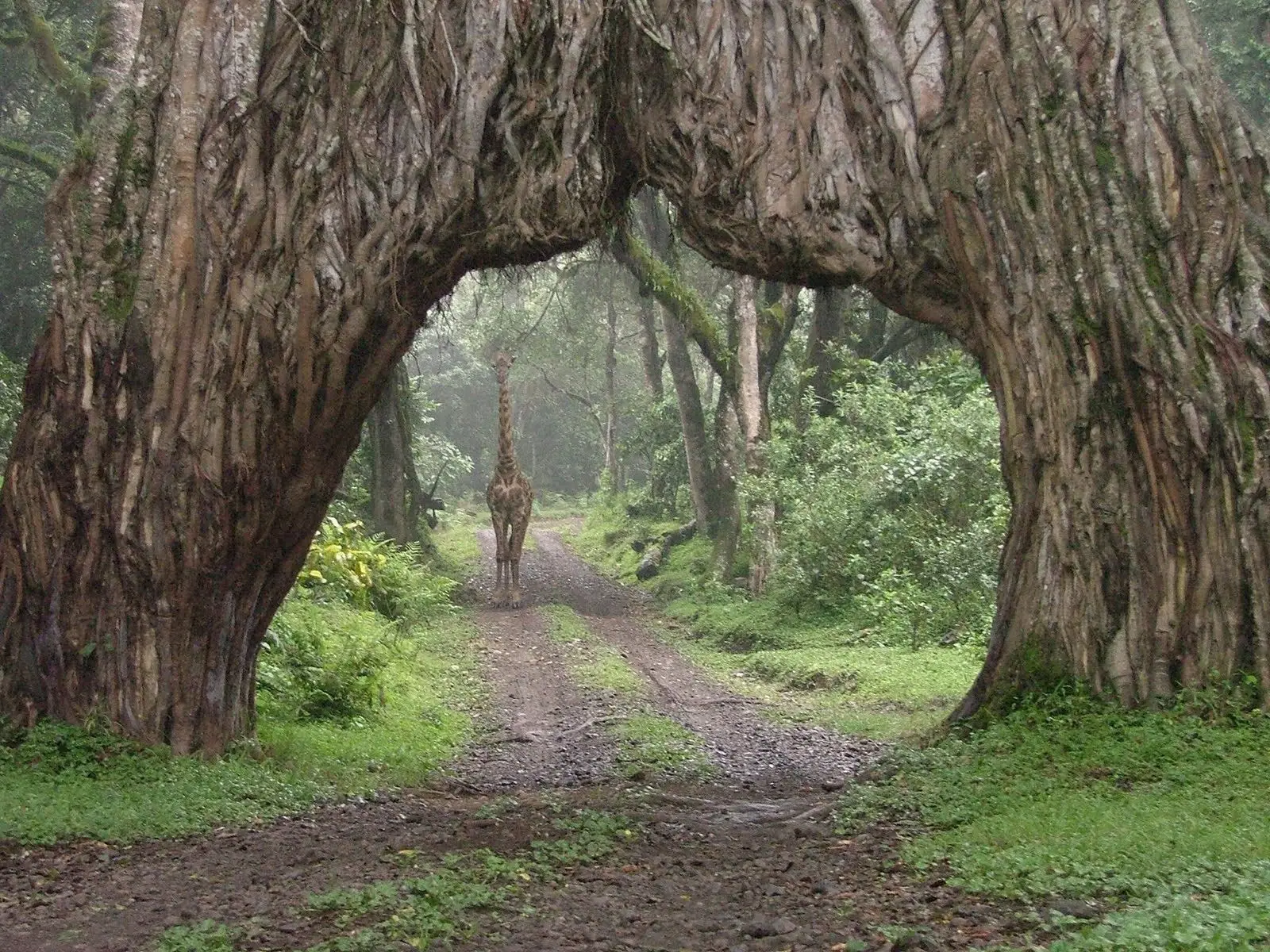  ARUSHA NATIONAL PARK