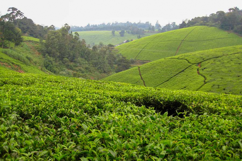 kilimanjaro cultivation zone