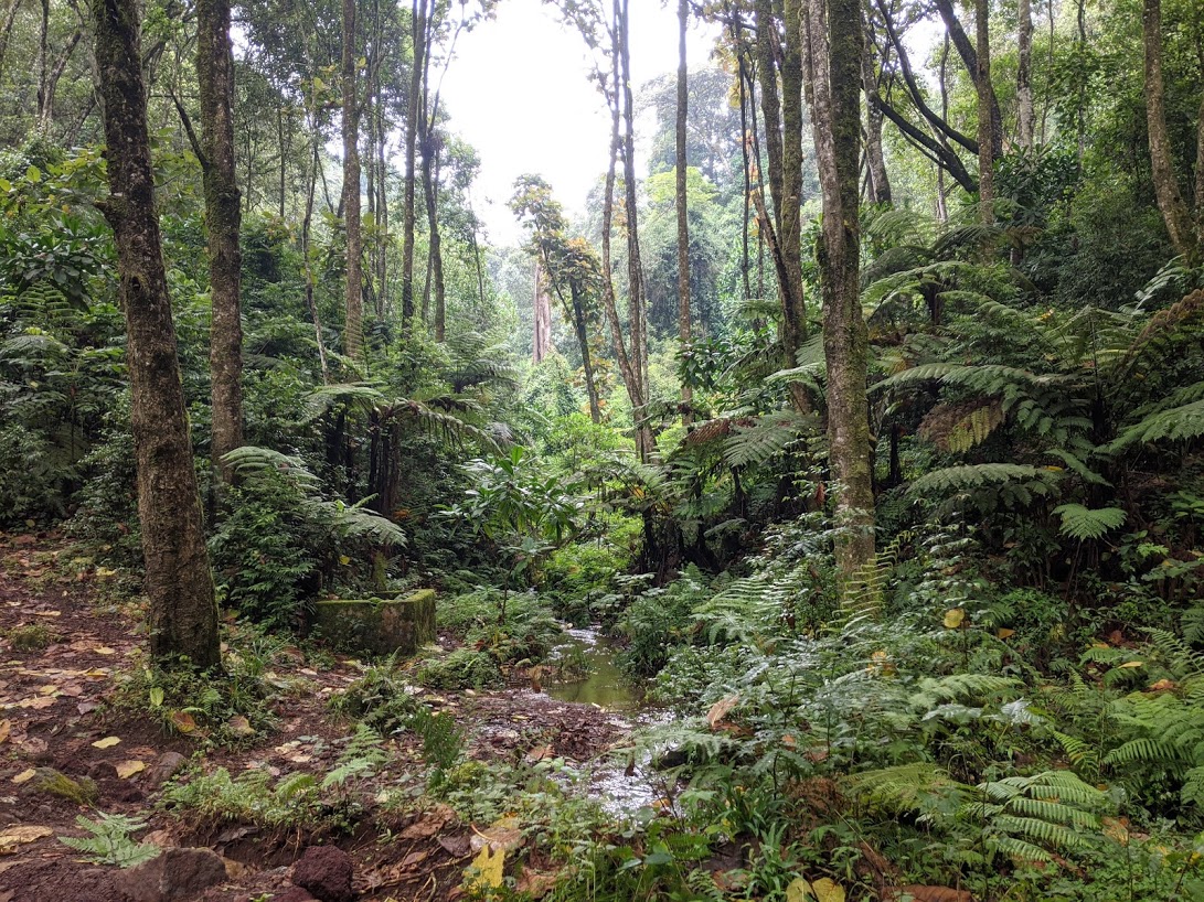 kilimanjaro forest zone