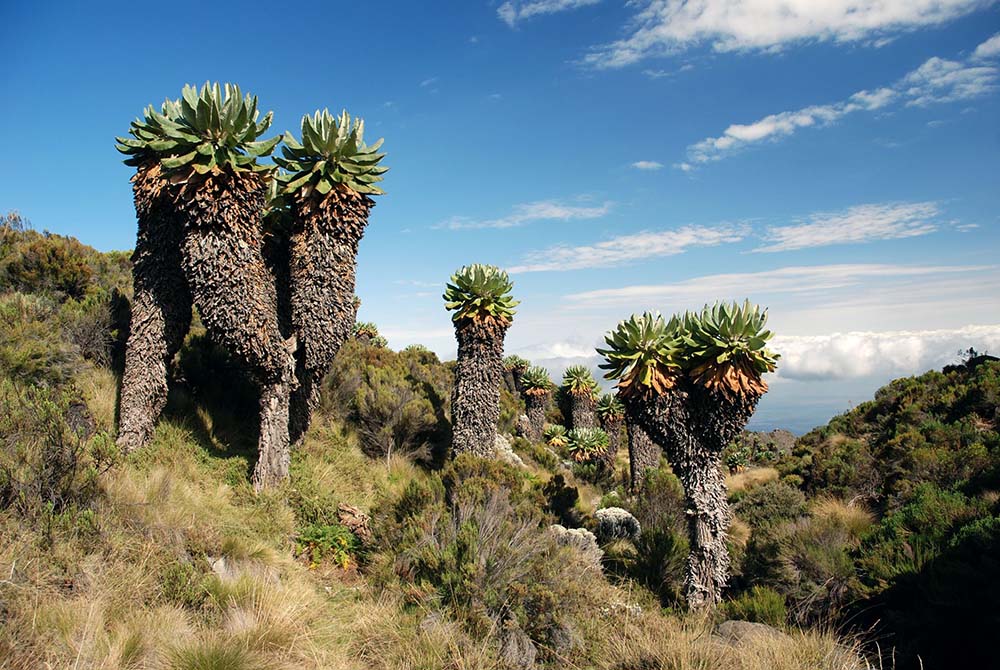 kilimanjaro Moorland zone