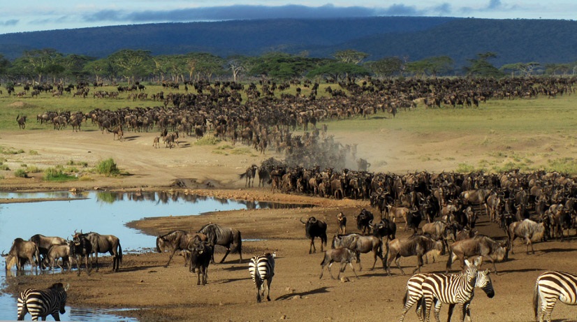 serengeti safari