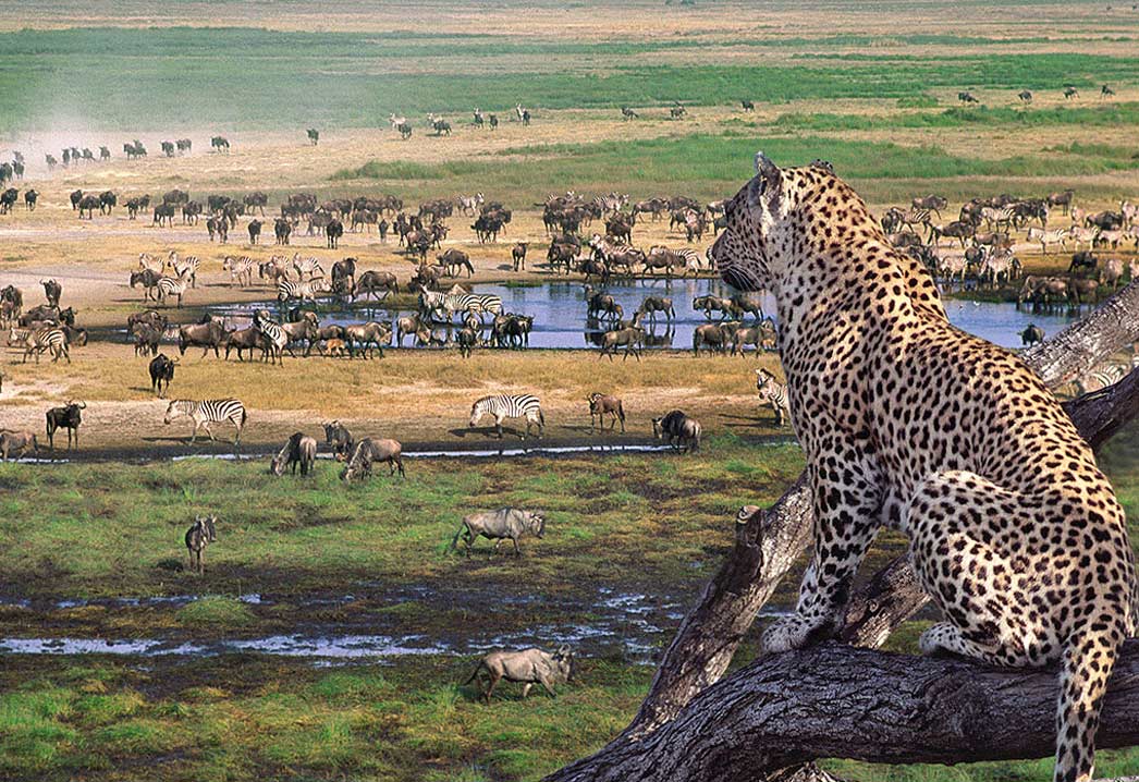  Tanzania safaris 