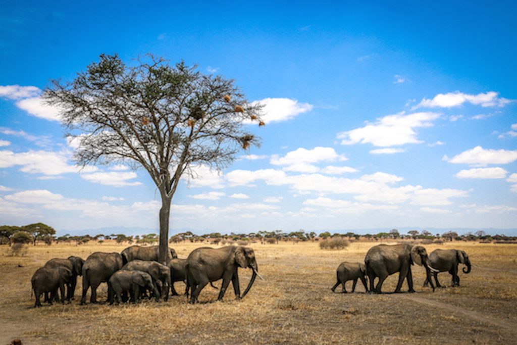 TARANGIRE NATIONAL PARK