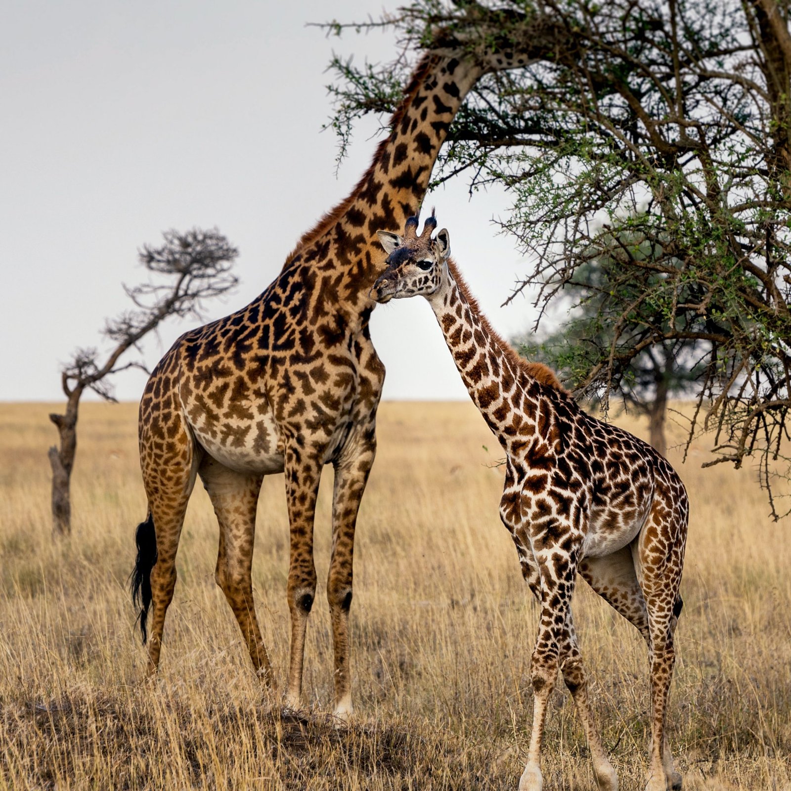 safari shalom tanzania